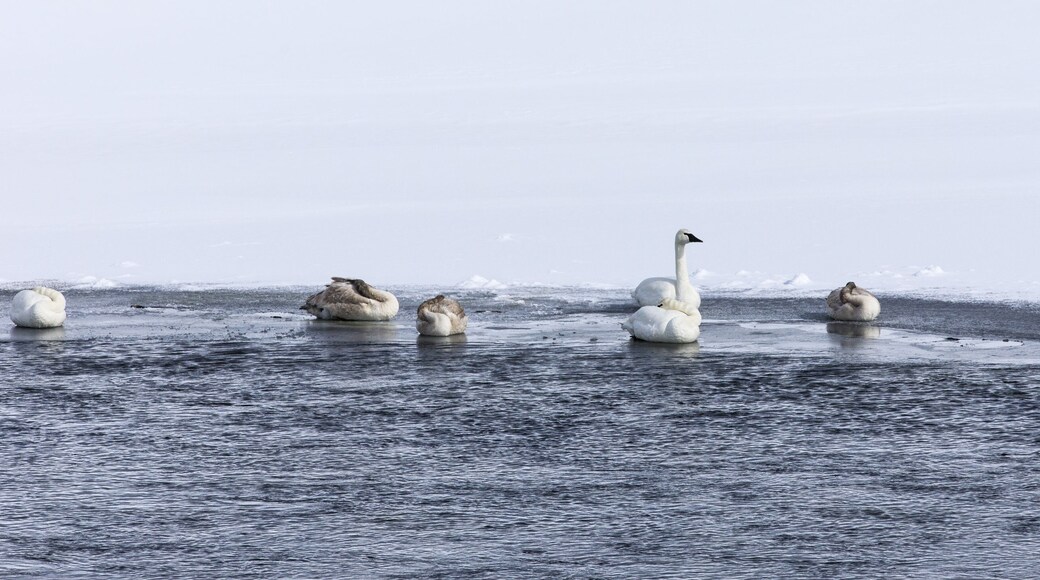 بحيرة البجع