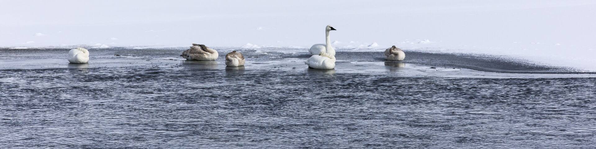 Snow Geese / Swans in Freezing River Bank