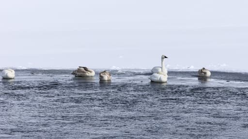 بحيرة البجع