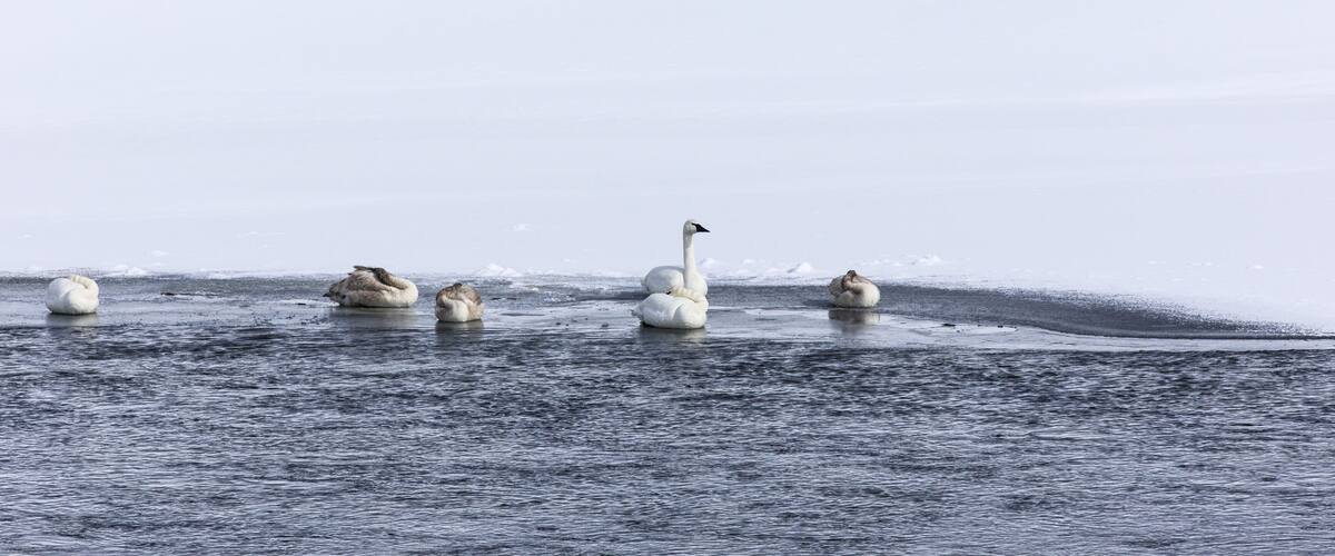 A group of swans on a frozen lake.