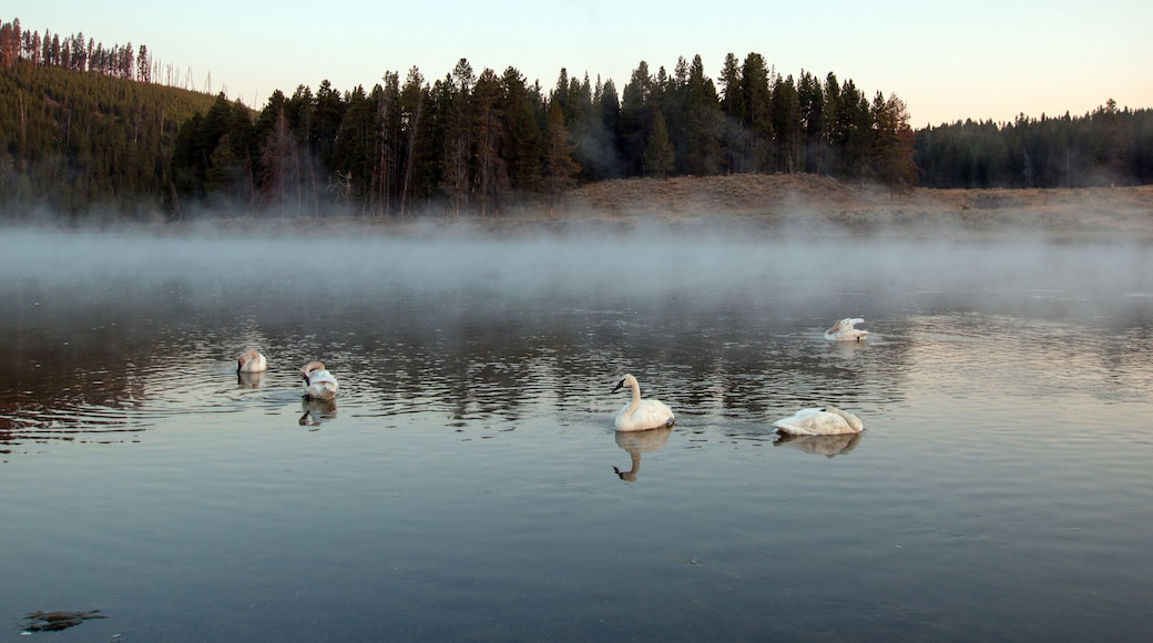 بحيرة البجع