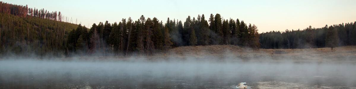 Trumpeter Swans in mist in Yellowstone River at dawn in Yellowstone National Park in Wyoming United States