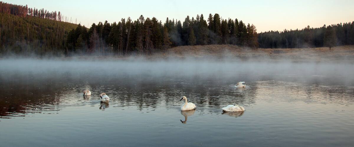Trumpeter Swans in mist in Yellowstone River at dawn in Yellowstone National Park in Wyoming United States