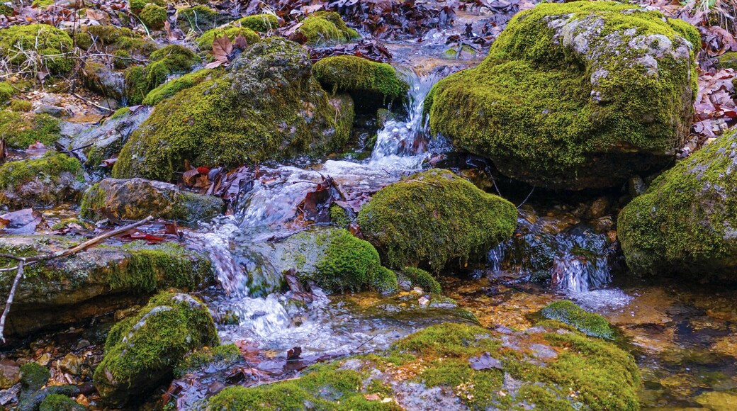 Another natural waterfall along the Natural Bridge Trail at Bennett Springs State Park in Missouri. As the sun came out and the light dusting of snow melted, I couldn't get enough of how clear the water was and how green the moss on the rocks were. #Nature