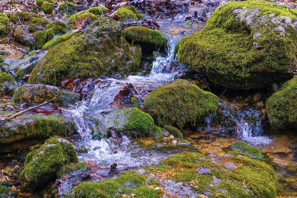 A stream flowing over moss-covered rocks in a forest.