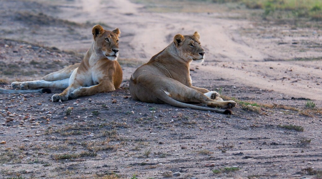 Lionesses relax by a dirt path in the Maasai Mara