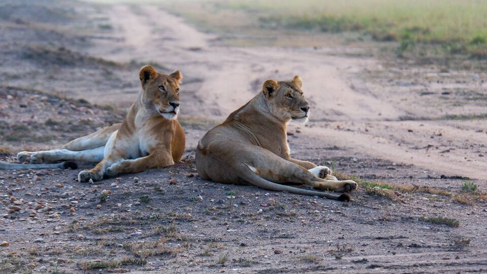 Two lions lying on a dirt road in a savannah landscape.