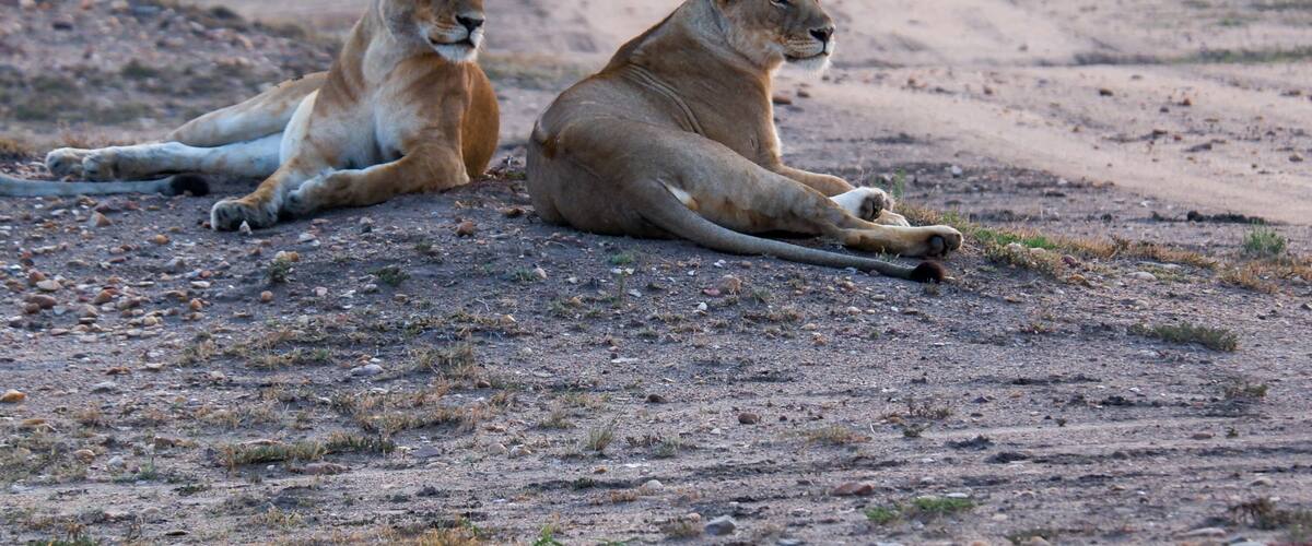 Two lions lying on a dirt road in a savannah landscape.