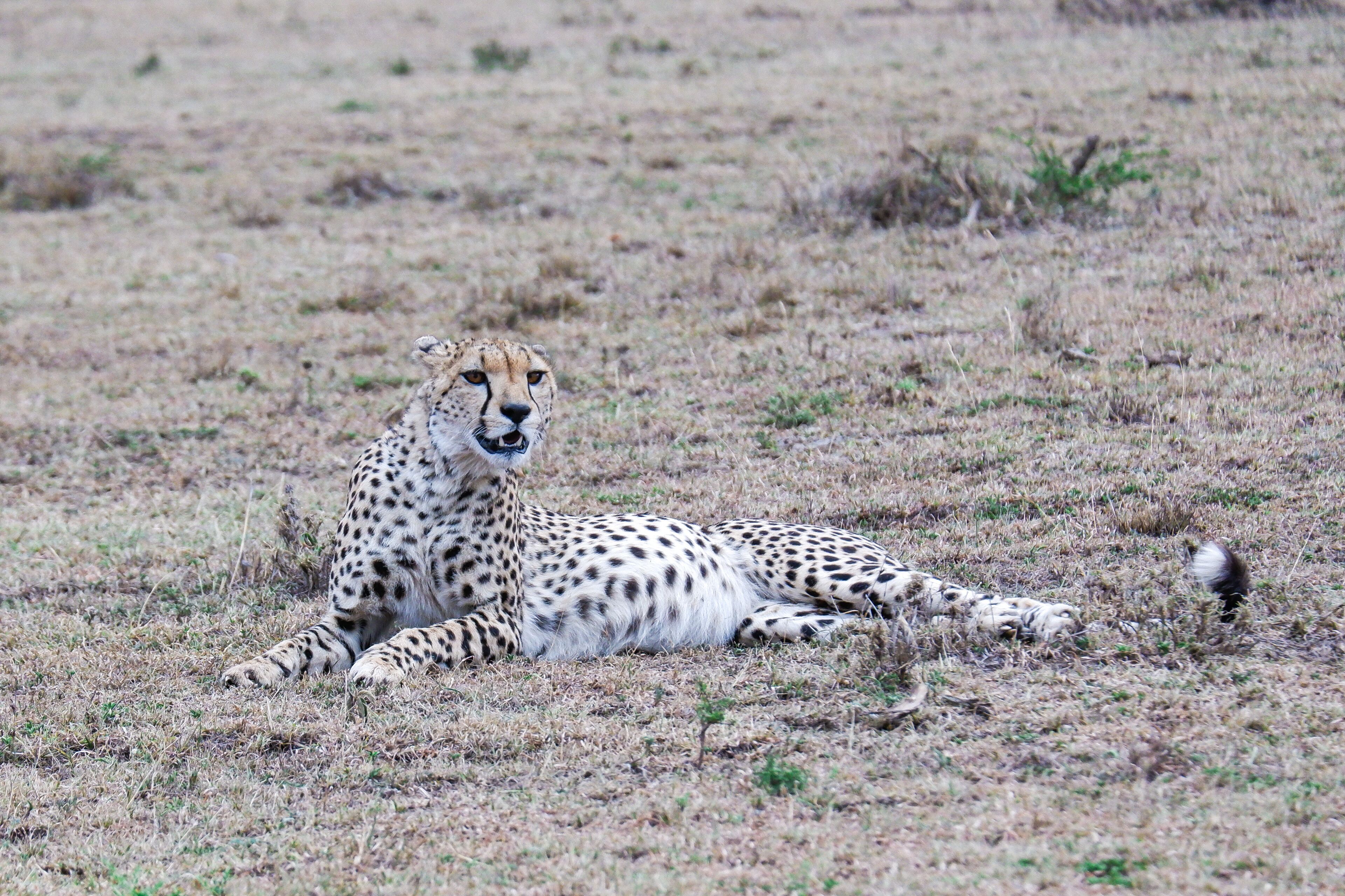Cheetah with a full belly relaxes in the Maasai Mara, Kenya