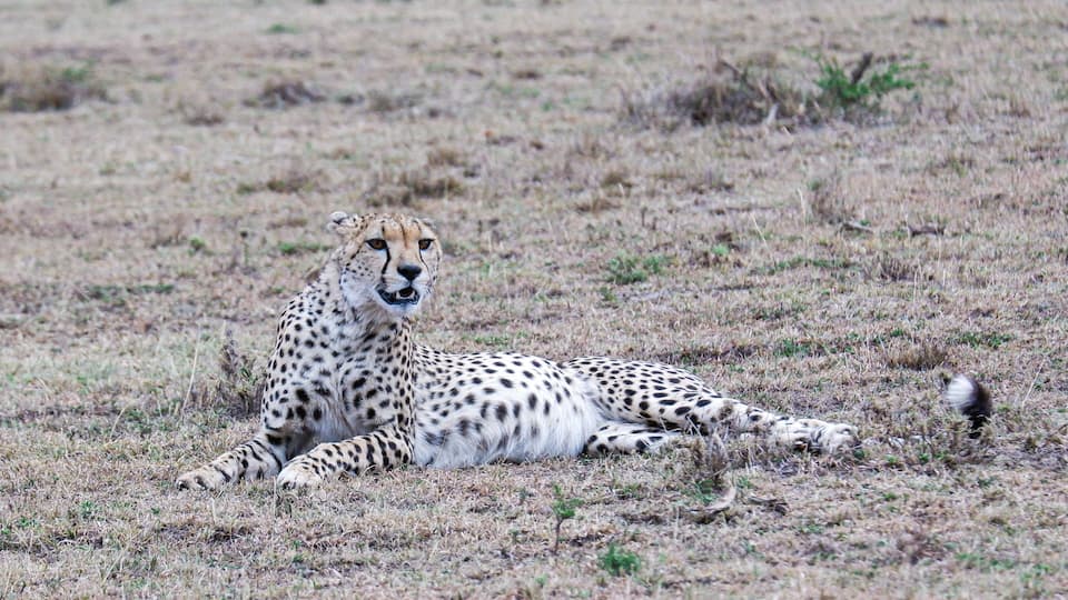 A cheetah lying on dry grass in a savannah.