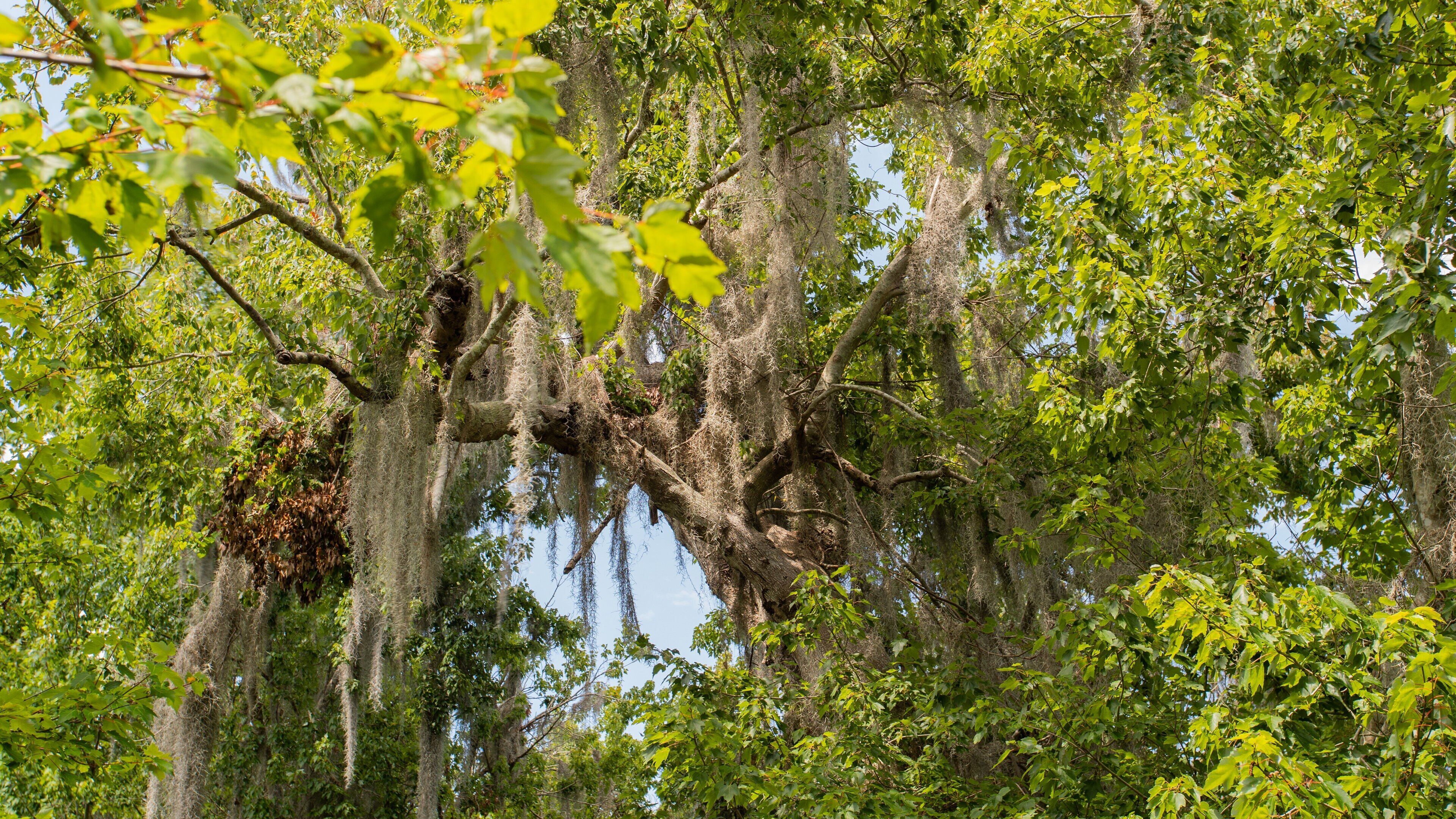 Sawgrass Lake Park featuring a park