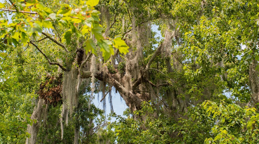 Sawgrass Lake Park featuring a park