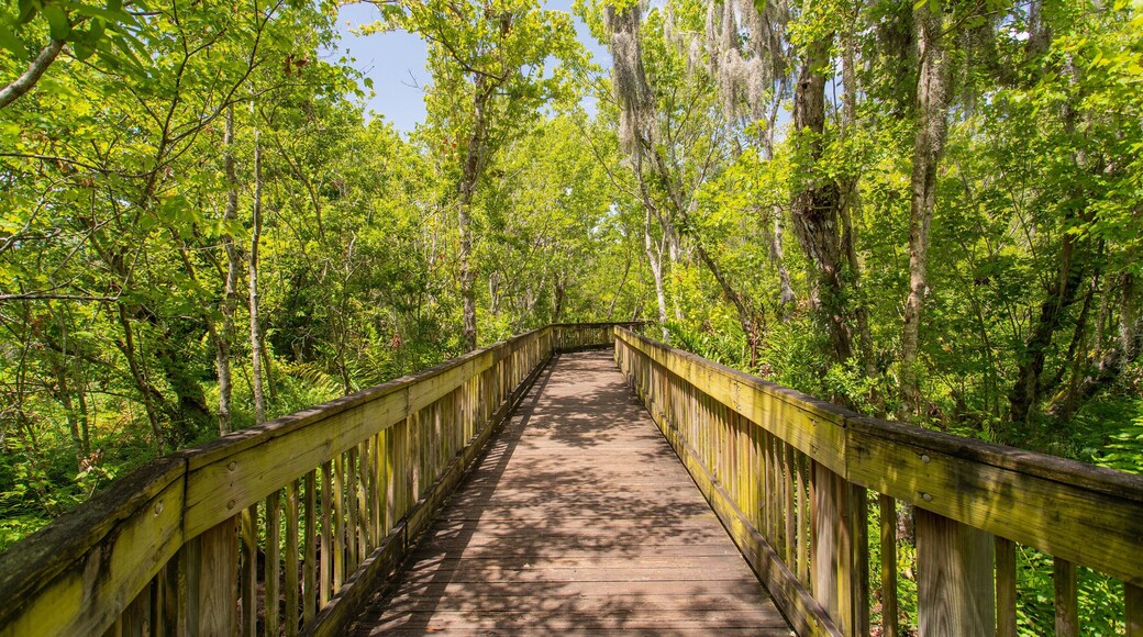 Sawgrass Lake Park featuring forests
