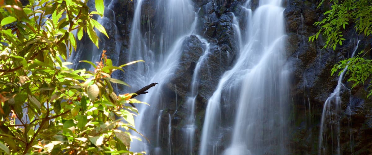 A waterfall surrounded by lush greenery.