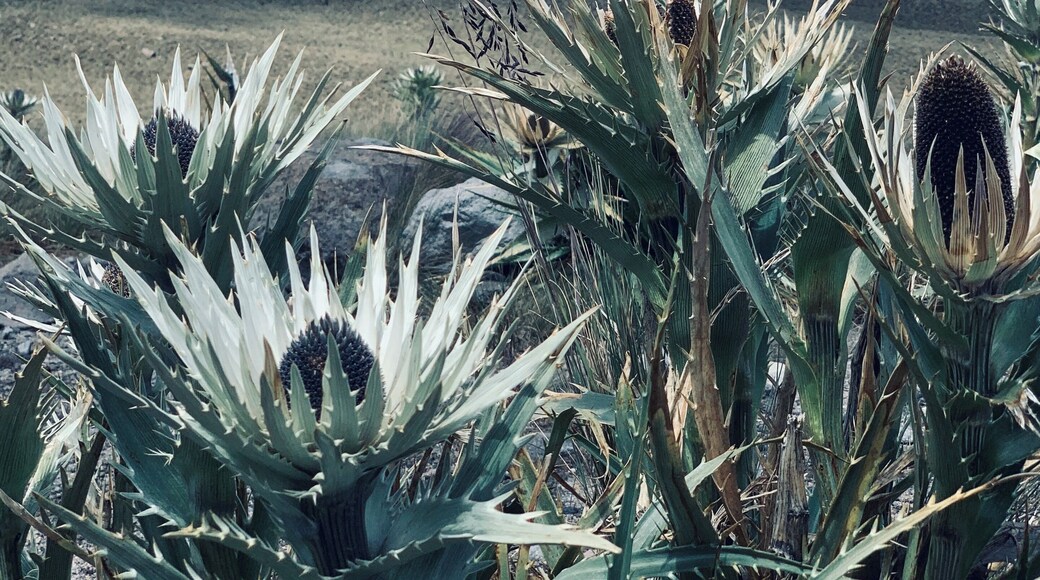 Wild flowers in the crater of The Nevado de Toluca volcano. #adventure