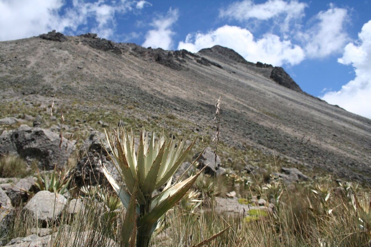 Nevado de Toluca is a large stratovolcano in central Mexico, located about 50 miles west of Mexico City near the city of Toluca. It is generally cited as the fourth highest of Mexico's peaks, after Pico de Orizaba, Popocatépetl and Iztaccíhuatl. 

A nice place for hiking but be careful, you could come back with some badass heathache

#troveon #outdoors #nature #ecoturism #getaway #mexico #travel #hiking