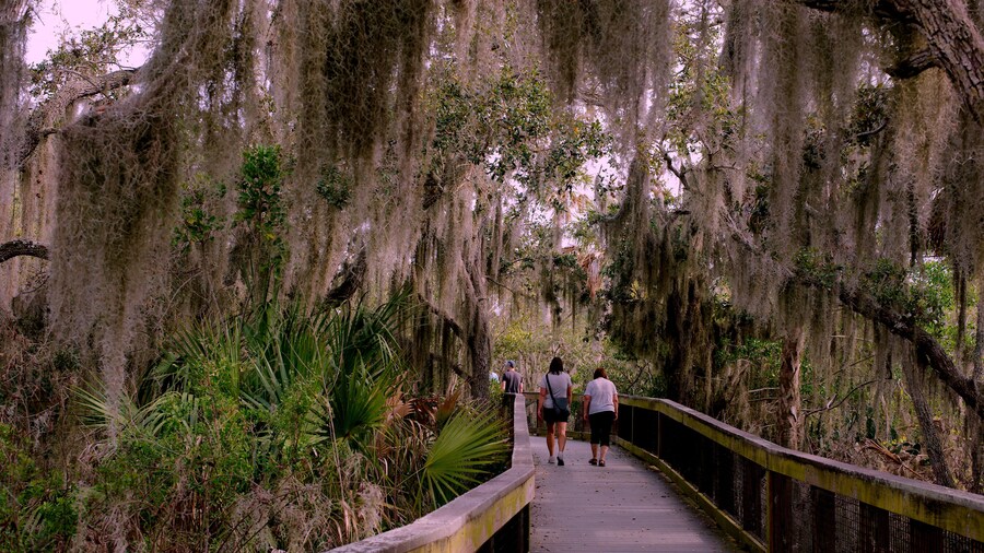 Boca Ciega Millennium Park flat wood boardwalk in Seminole, Florida. Trees on sides and trees and bushes on sides. Leading lines into the woods. Women walking away horizontal view. Late afternoon.
