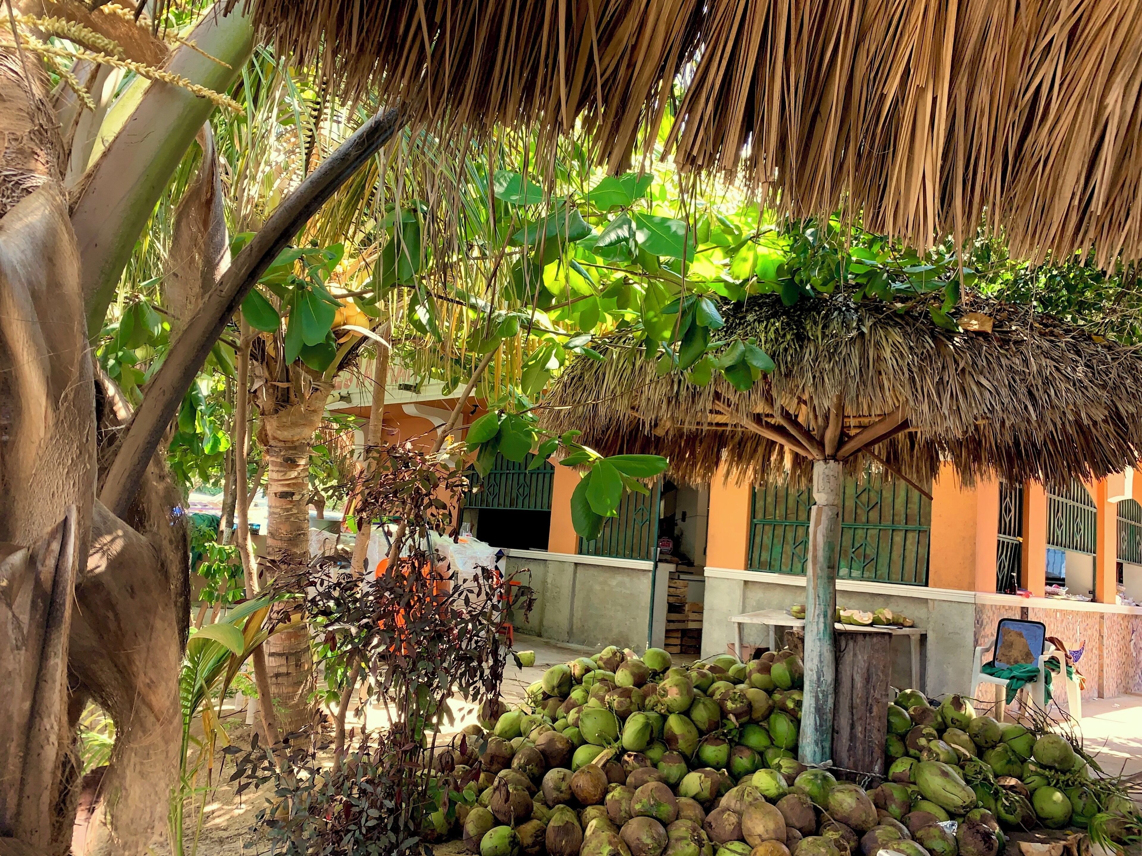 Here’s a restaurant you don’t want to miss, the food is great, try the lobster! #restaurant #mexico #coconuts #foodanddrinks