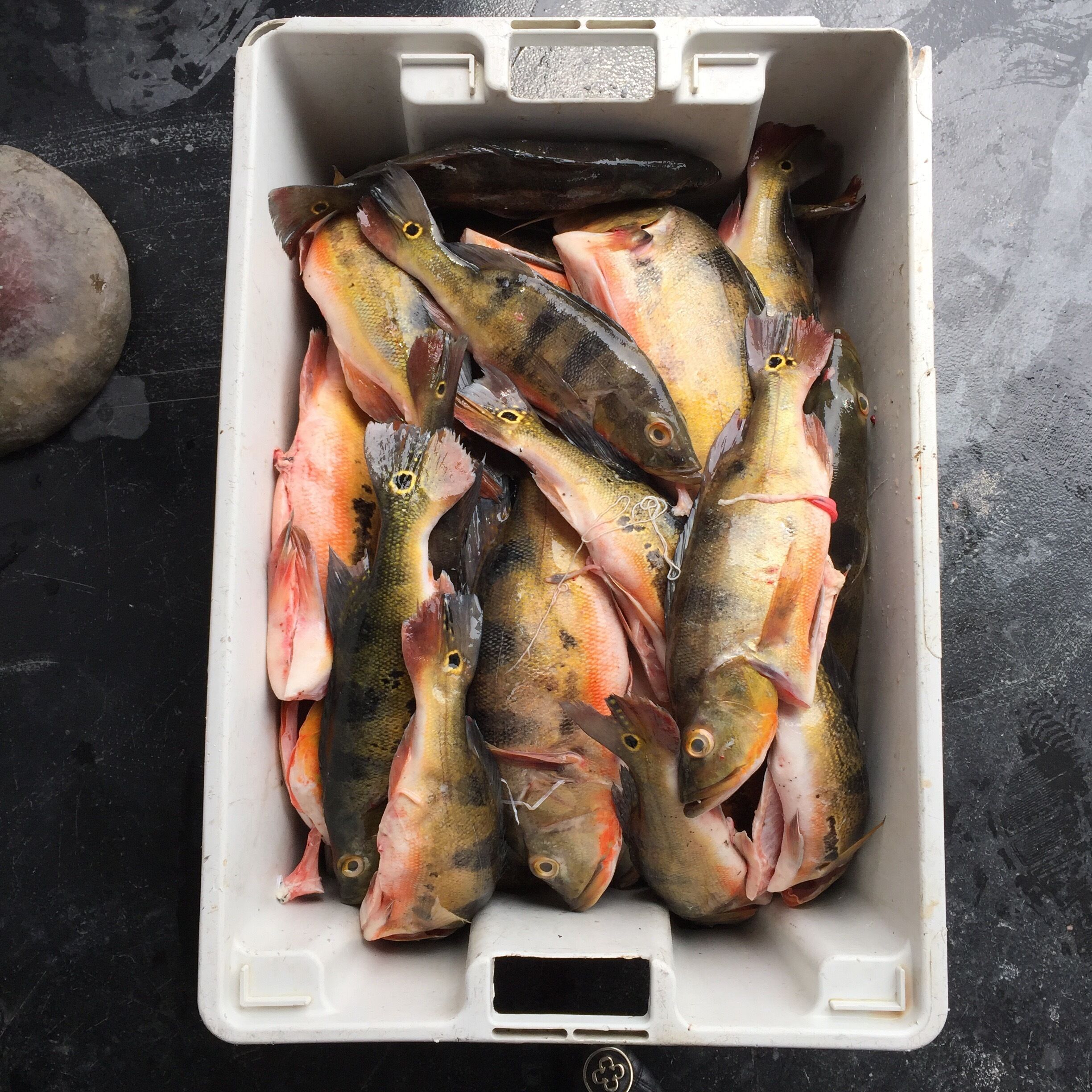 Fishing season y'all. Nothing goes to waste. #tucunaré