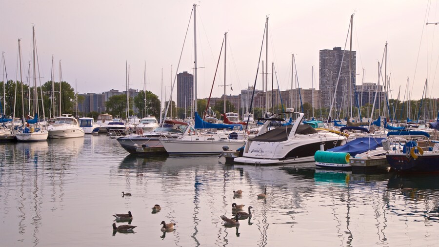 Montrose Harbor which includes a bay or harbor, a sunset and bird life