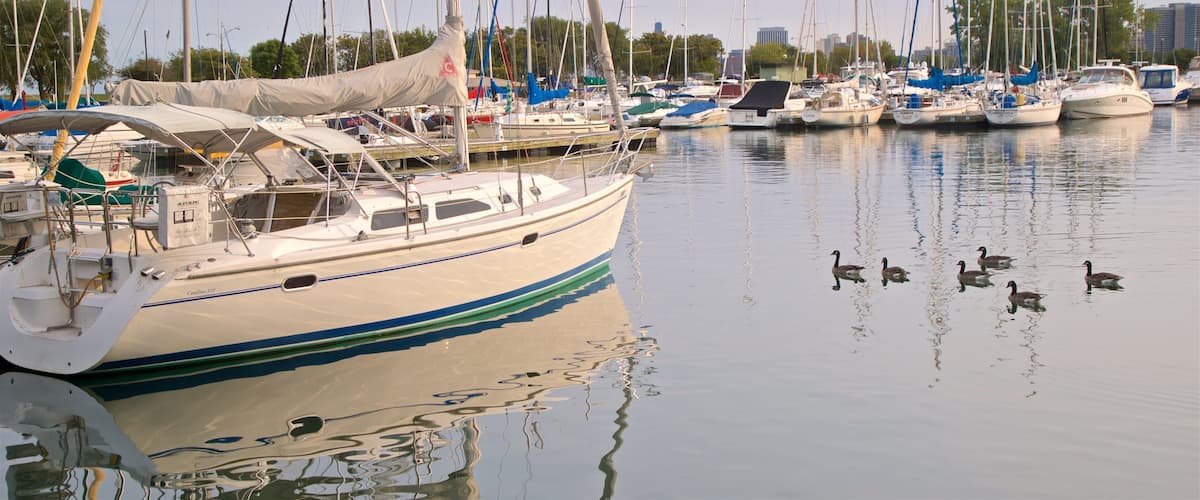 Montrose Harbor which includes bird life and a bay or harbour