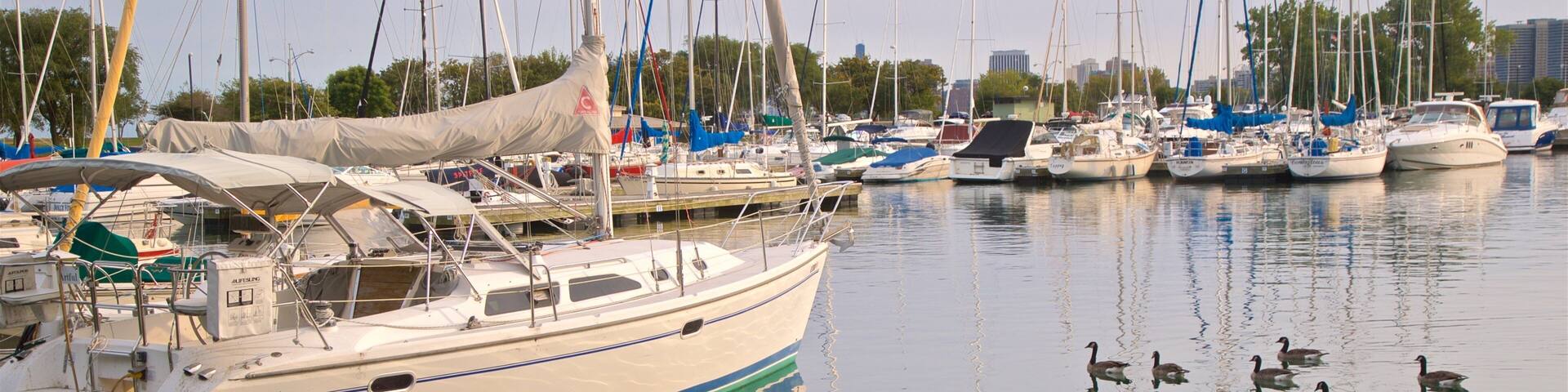 A marina with multiple sailboats docked, calm water, and a few ducks swimming.
