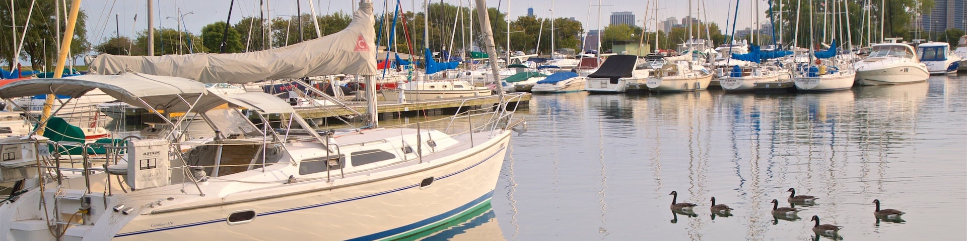Montrose Harbor que incluye una bahía o un puerto y aves