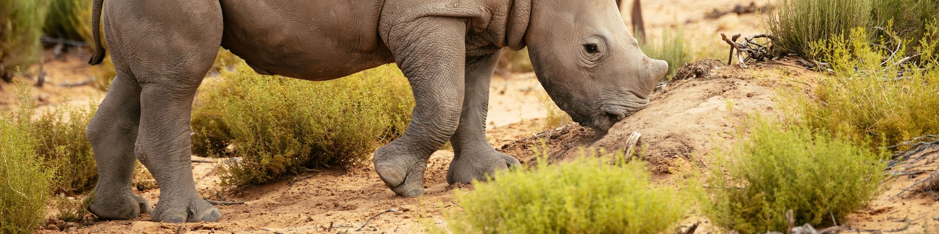 White Rhino, Aquila Private Game Reserve, Touws River, Western Cape