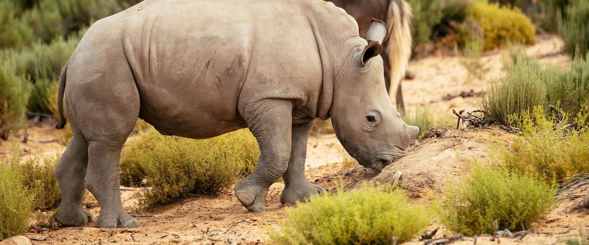 A rhinoceros walking on a dirt path surrounded by green shrubs.