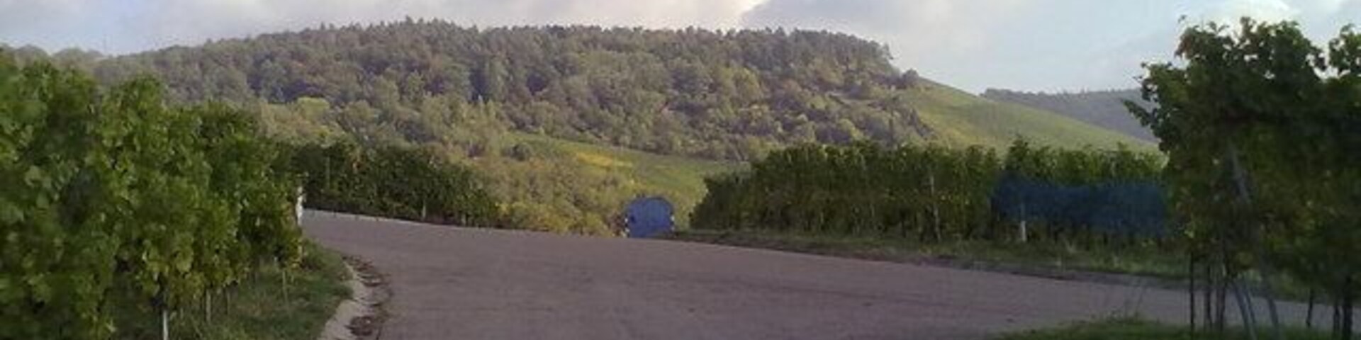 A rural road curving through vineyards with a hill in the background.