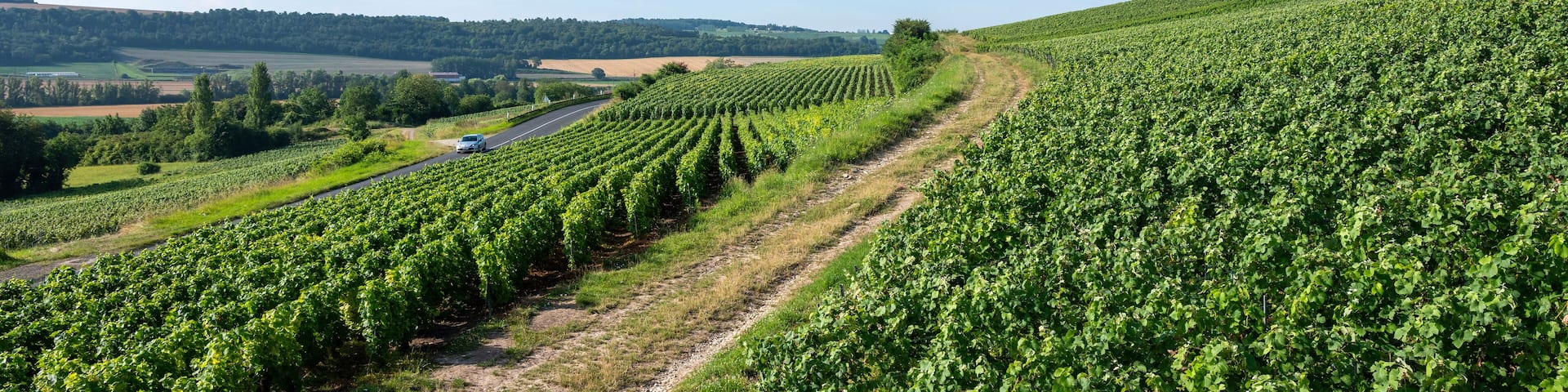 vineyards in ile de france between paris and reims