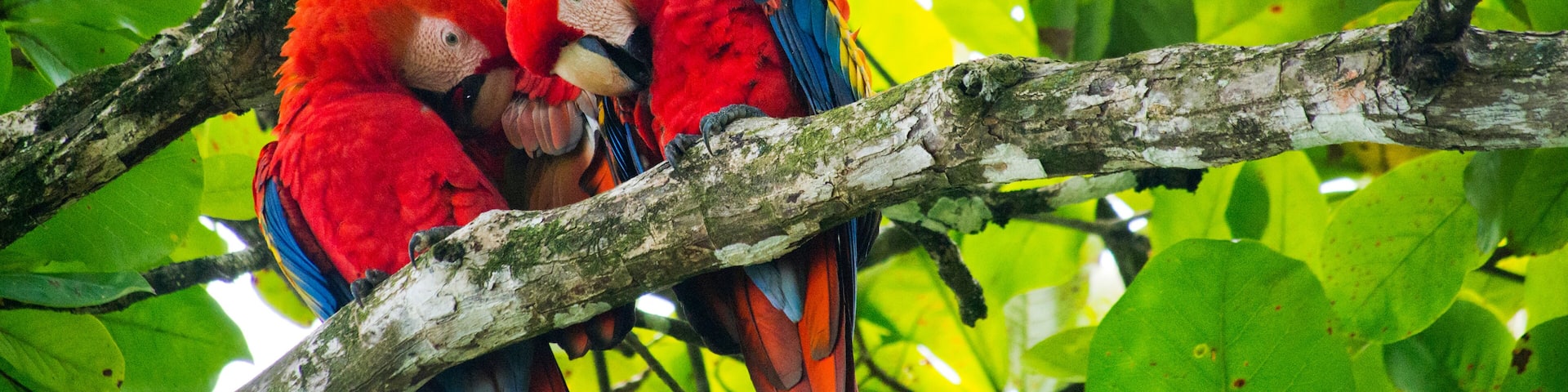Scarlet Macaw, Lapa Roja, Ara macao, Corcovado National Park, Osa Conservation Area, Osa Peninsula, Costa Rica, America
