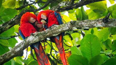 Scarlet Macaw, Lapa Roja, Ara macao, Corcovado National Park, Osa Conservation Area, Osa Peninsula, Costa Rica, America