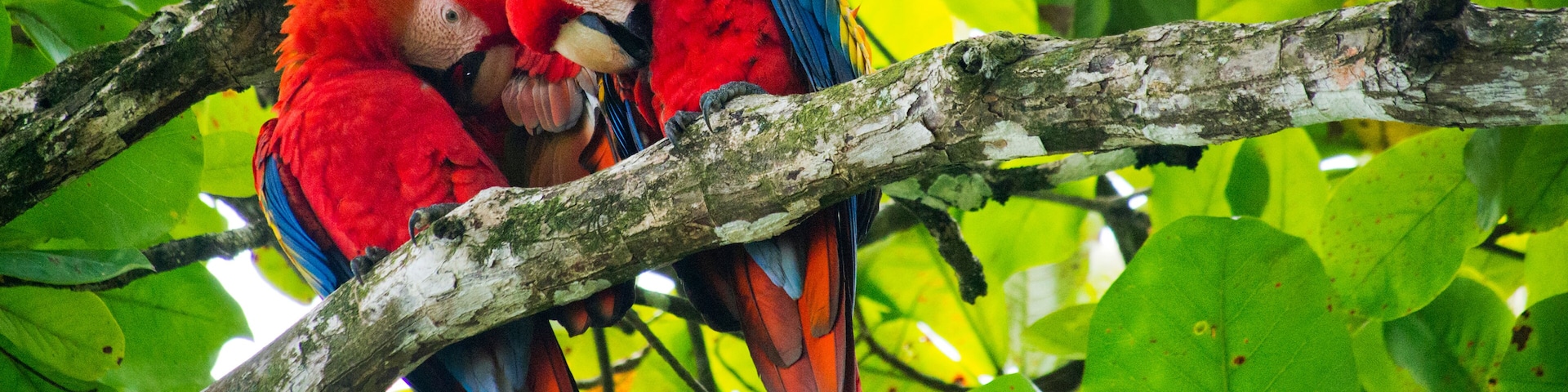 Scarlet Macaw, Lapa Roja, Ara macao, Corcovado National Park, Osa Conservation Area, Osa Peninsula, Costa Rica, America