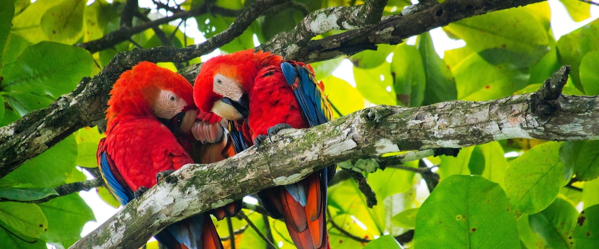 Two red macaws perched on a tree branch surrounded by green leaves.