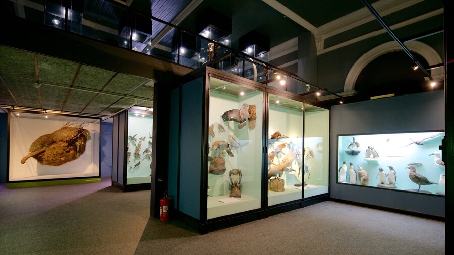 South African Museum and Planetarium mettant en vedette vues intérieures