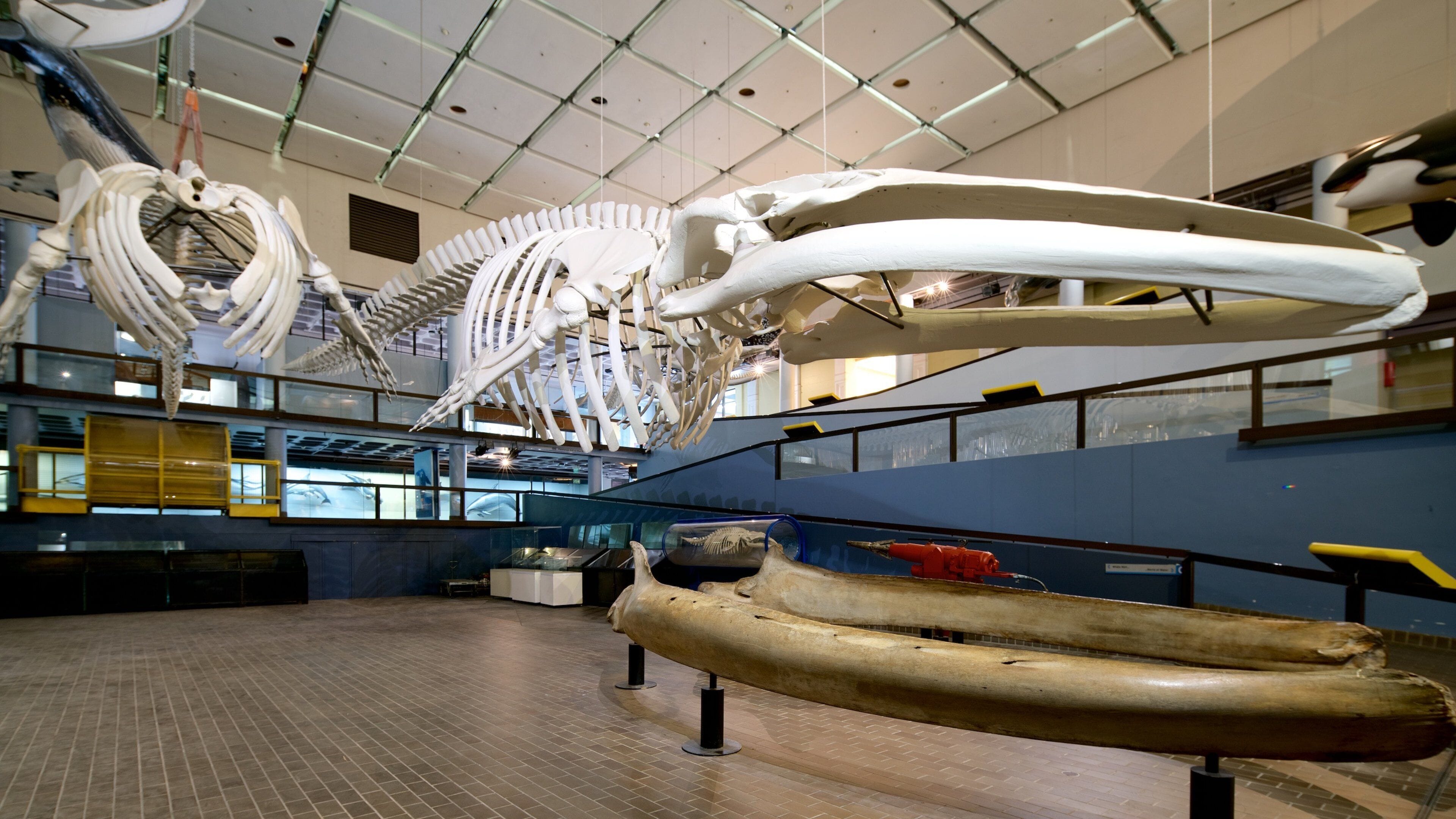 South African Museum and Planetarium qui includes vues intérieures