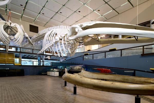 A museum interior with large skeleton exhibits, including a whale skeleton and a human skeleton.