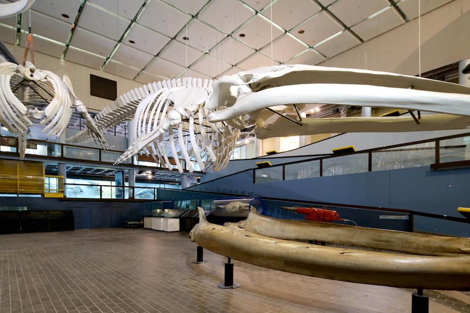 Interior de museo con grandes exhibiciones de esqueletos, incluyendo el esqueleto de una ballena y un esqueleto humano.