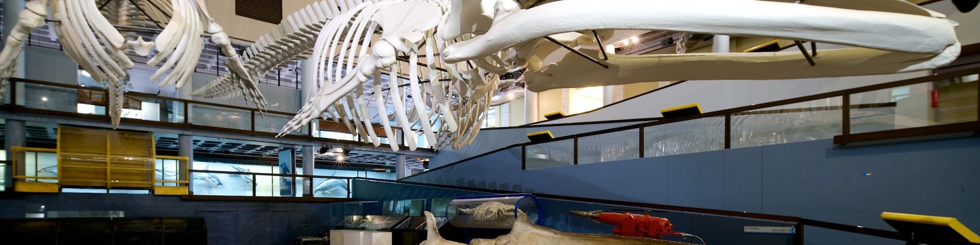 Interior de museu com grandes exposições de esqueletos, incluindo um esqueleto de baleia e um esqueleto humano.