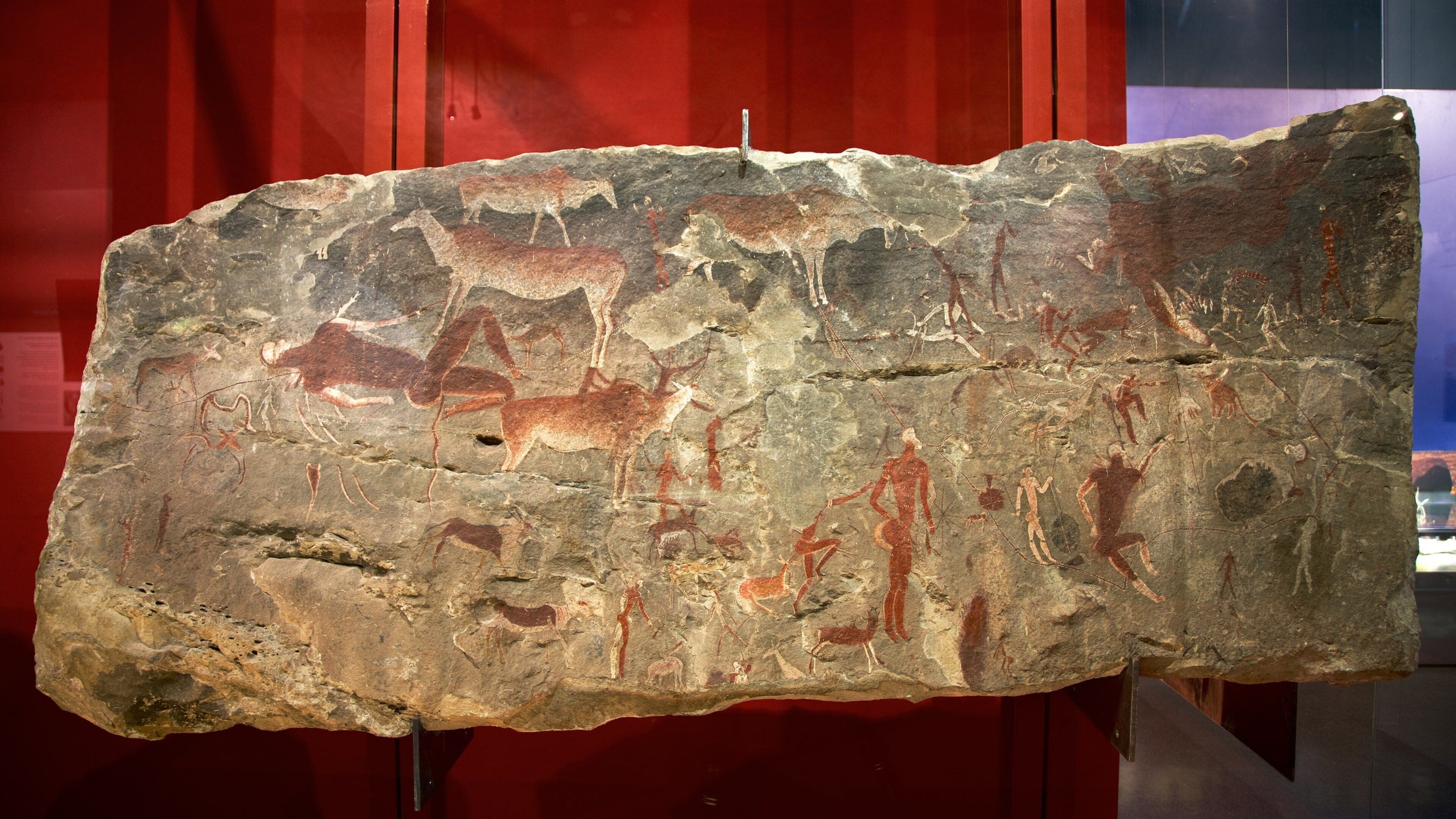 South African Museum and Planetarium featuring interior views