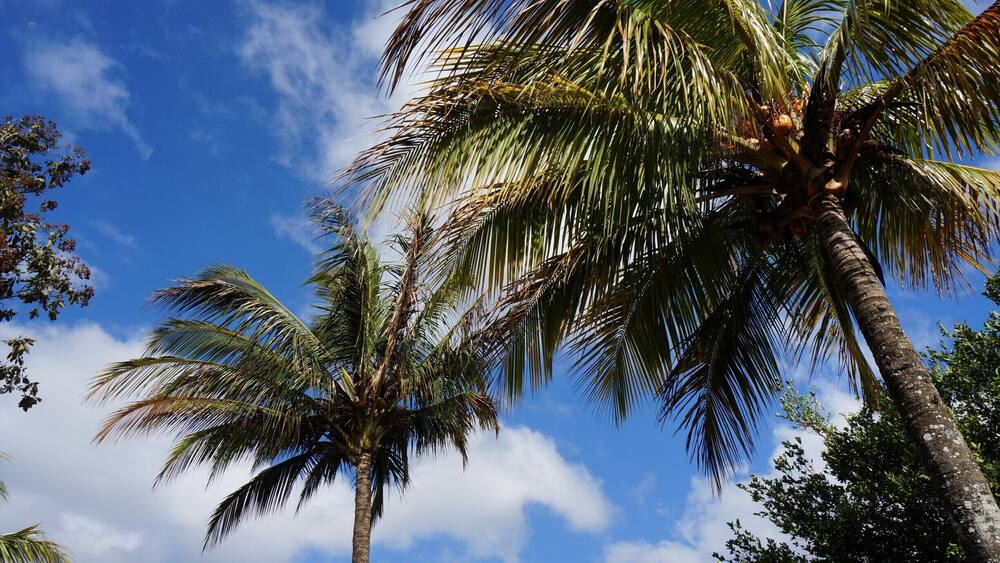 Just because I love palm trees, and, who doesn't like a good palm tree photo?!