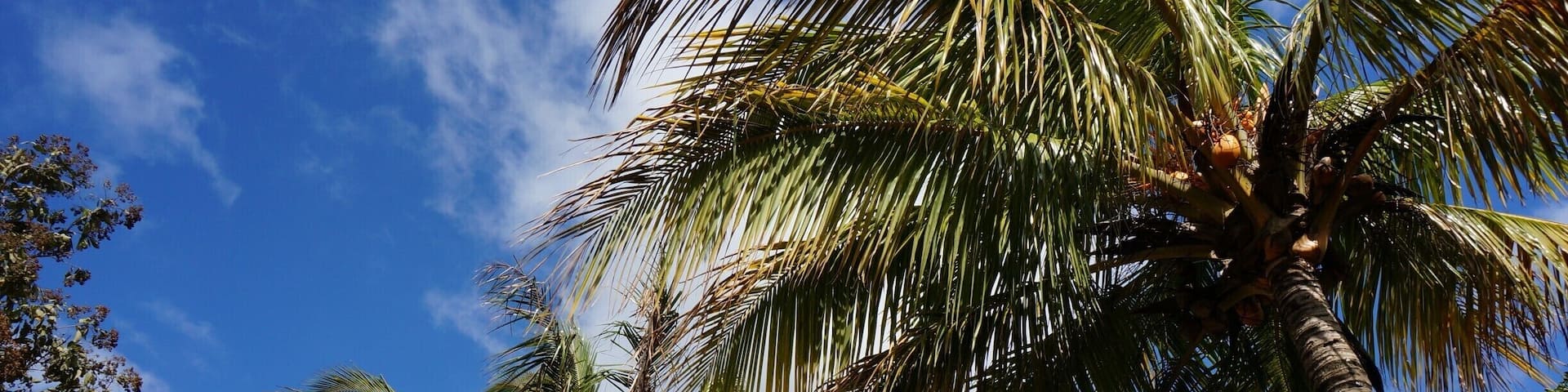 Just because I love palm trees, and, who doesn't like a good palm tree photo?!