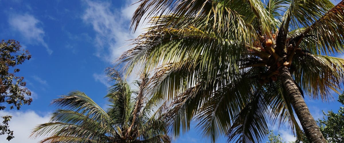 Tall palm trees against a clear blue sky.