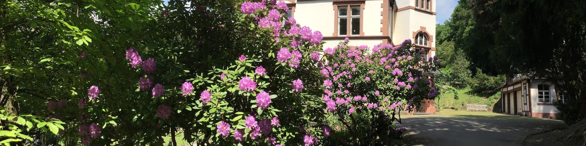 Villa Haas (Sinn) Rhododendron lined driveway to manor house and carriage house