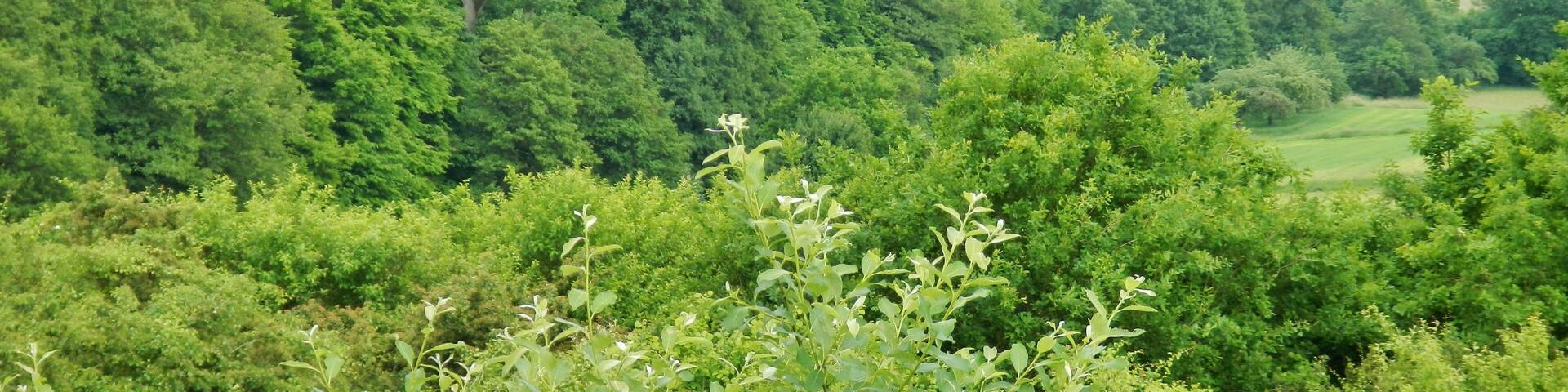 Ausblick von der Raststätte Katzenfurt