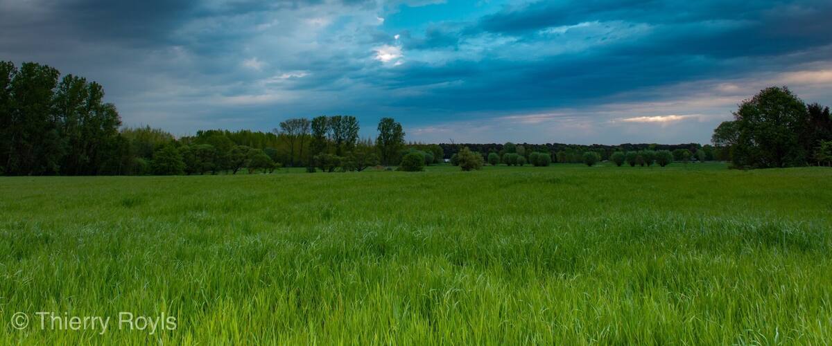 A grassy field with a cloudy sky.