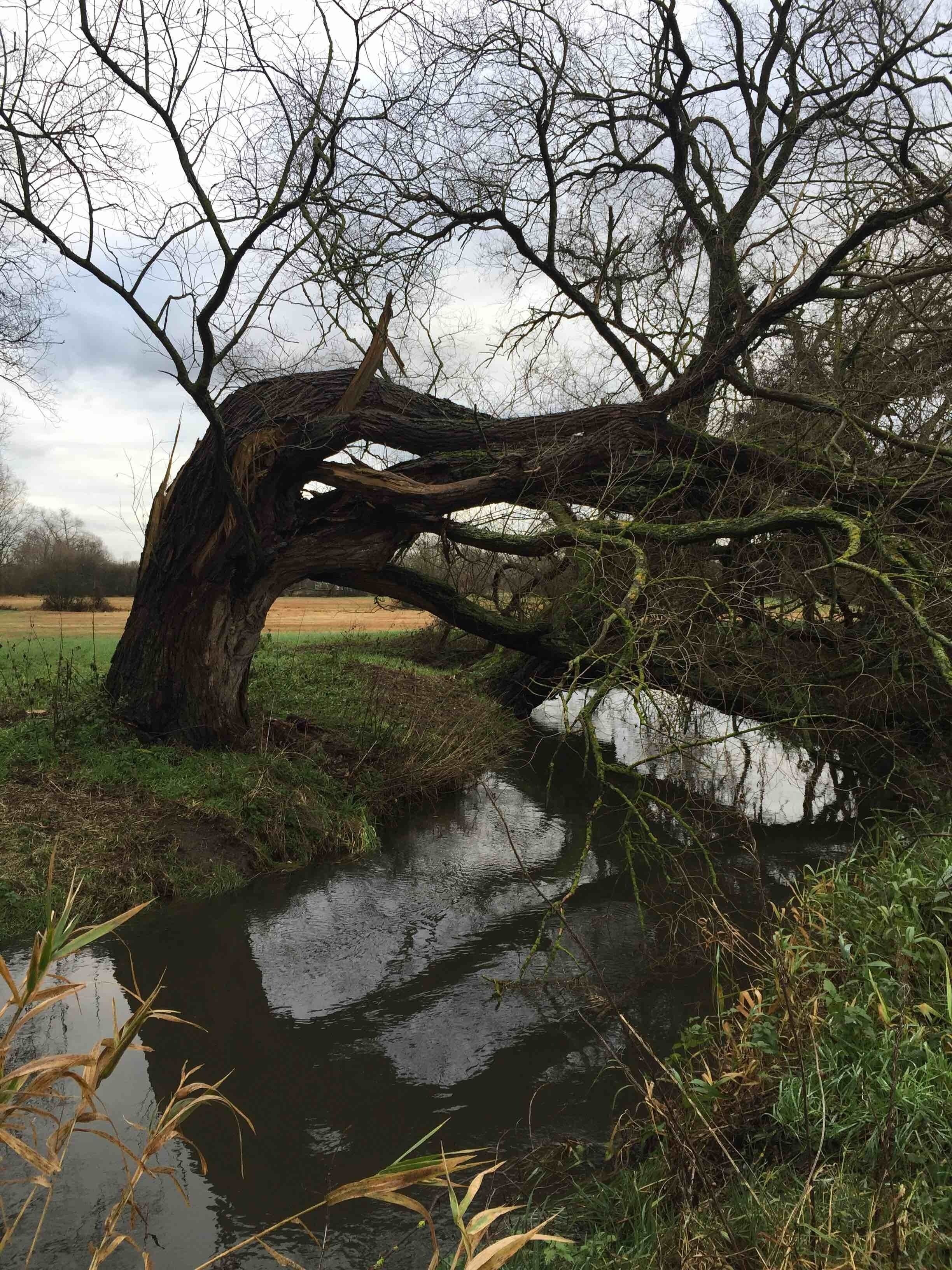 Just another willow tree...