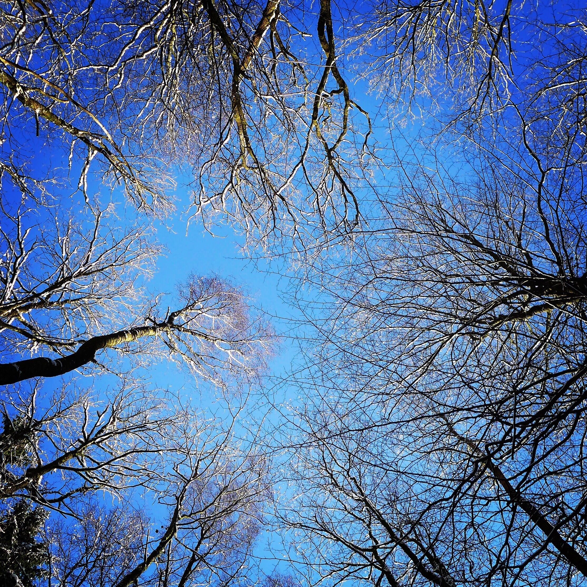 Traces of “snowlace” on the oaks
