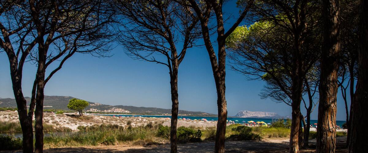 A coastal landscape with trees, a sandy beach, and a clear blue sea.